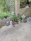 Lot of Pots and Planters