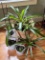 Lot of Misc Live House Plants