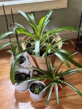 Lot of Misc Live House Plants