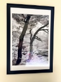 Framed Black & White Tree Print