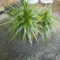 Live Dracaena Plant