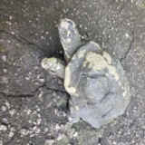 Concrete Turtle Statue