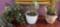 Lot of 2 Live and 1 Artificial Plants