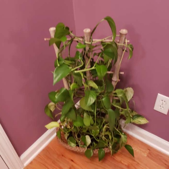 Live Plant in Basket with Bamboo Trellis