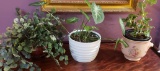 Lot of 2 Live and 1 Artificial Plants