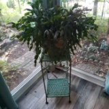 Metal Plant Stand with Healthy Christmas Cactus