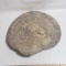 Large Snail Shaped Fossil