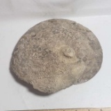 Large Snail Shaped Fossil