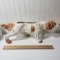 Vintage Unmarked Pointer Dog Planter