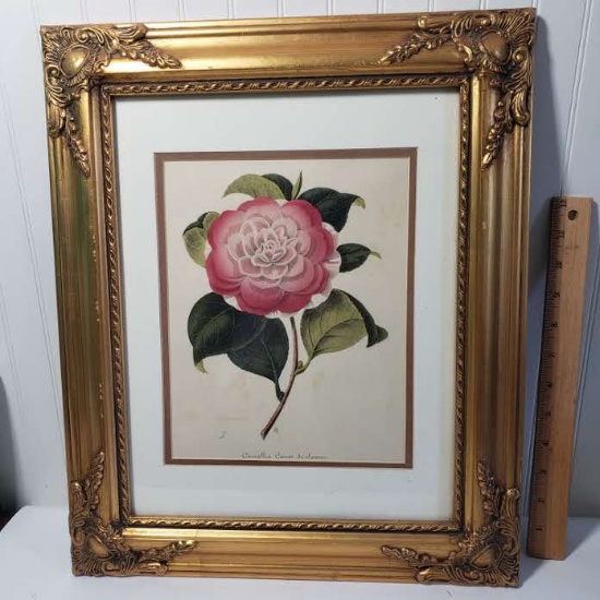 Framed Camellia Print in Beautiful Gold Tone Frame