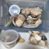 Huge Lot of Various Sea Shells