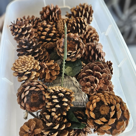 Small Tote Lot of Pine Cones