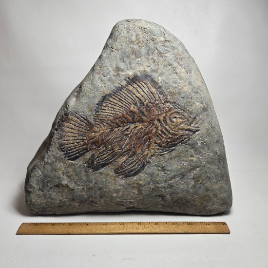 Decorative Fossil