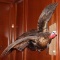 Turkey full body mount