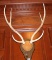 Elk Antlers