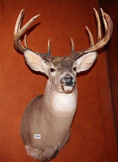 10 Point Buck Mount