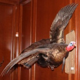 Turkey full body mount