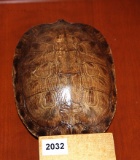 Tortoise Shell