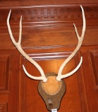 Elk Antlers