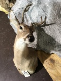 Whitetail Deer Mount