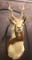 Asian Blackbuck Antelope shoulder mount
