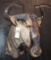 African Wildebeest/gnu shoulder mount