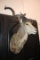African Kudu shoulder mount