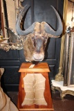 African Wildebeest/gnu shoulder mount on stand