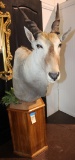 African Eland shoulder mount on pedestal