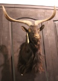 Black Goat shoulder mount