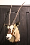 African oryx/Gemsbok shoulder mount