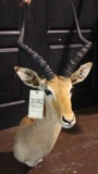 African Impala antelope shoulder mount