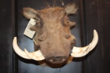 African Warthog shoulder mount