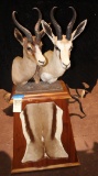 2 African Springbok shoulder mount on pedestal