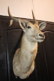 African Blesbok antelope shoulder mount