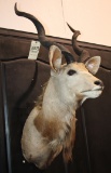 African Kudu shoulder mount
