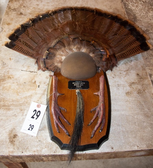 Turkey tail on plaque