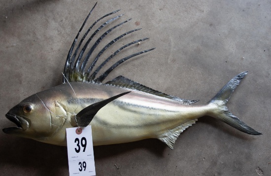 Rooster Fish Mount