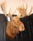 Moose Mount