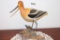 American Avocet Wood Carving Lloyd Johnson