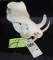 Warthog Skull