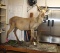 Water Buck full body mount