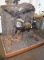 African Bush Pig full body mount