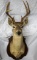 8 point White Tail deer shoulder mount
