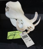 Warthog Skull