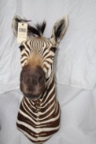 Zebra shoulder mount