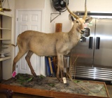 Water Buck full body mount