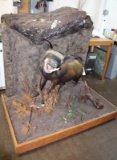 African Bush Pig full body mount