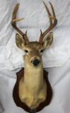 8 point White Tail deer shoulder mount