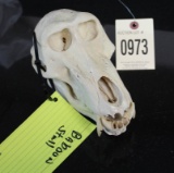 Baboon Skull